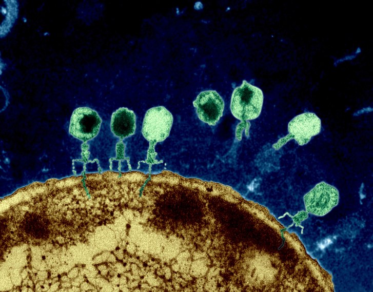 Twilley phages 1