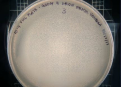 phage plate 1 5