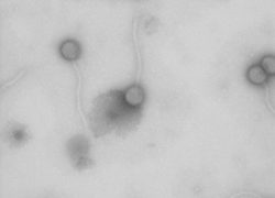 phage 2